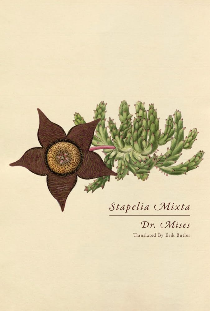 Stapelia Mixta by Dr. Mises
