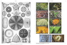 On the Necessity of Gardening: An ABC of Art, Botany and Cultivation by Laurie Cluitmans